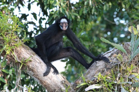 White-whiskered Spider Monkey Ateles marginatus Cristalino Jungle Lodge, Brazil